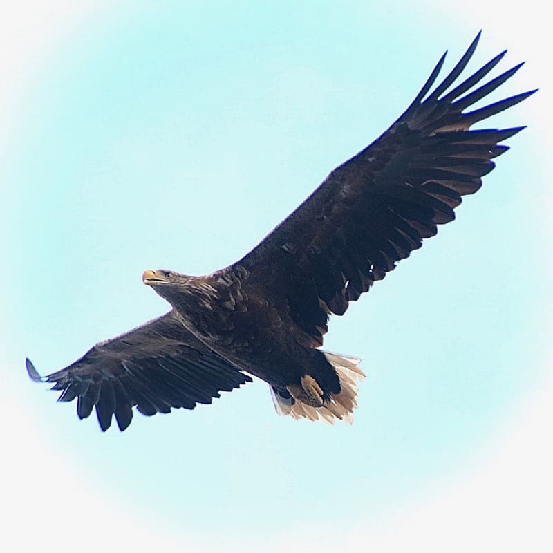 The eagle 
